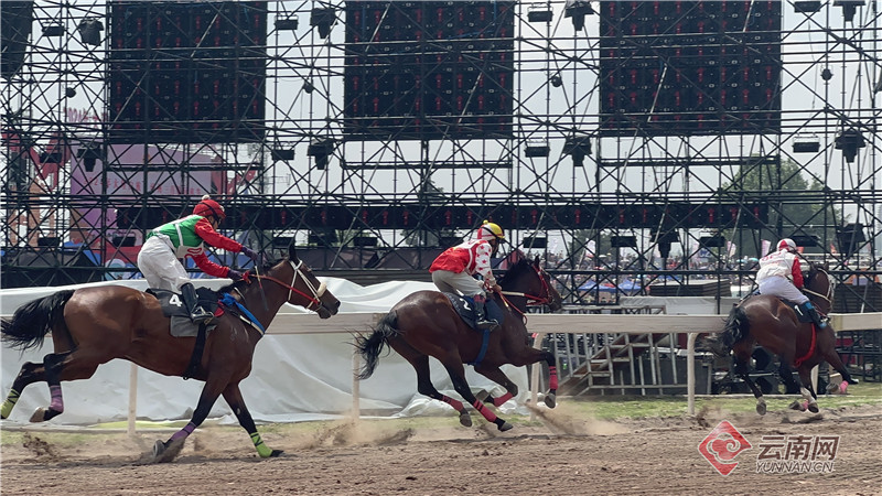 2024今晚香港开特马,今晚香港开特马，探索赛马文化，体验速度与激情